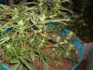 Marijuana Plants